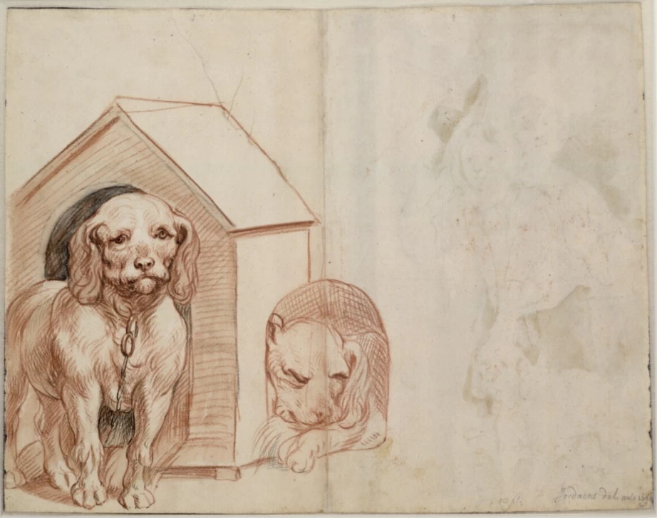 Disegno - Studio di cani